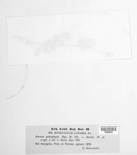 Botrychium lunaria image